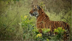 Jim Corbett National Park